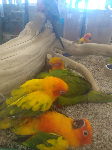 Pet Store «Petland», reviews and photos, 7030 Bandera Rd, San Antonio, TX 78238, USA