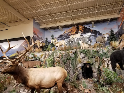 Outdoor Sports Store «Field & Stream», reviews and photos, 800 Brevard Rd #901, Asheville, NC 28806, USA