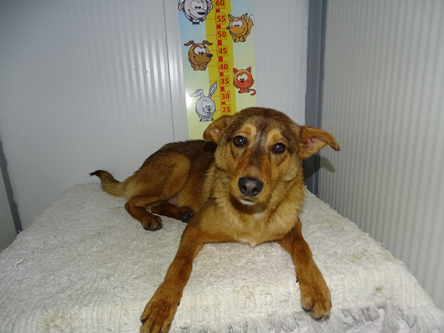 Opinii despre Animarco în Marco de Canaveses - Associação