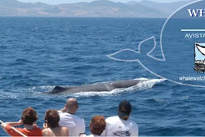 Whale Watch Tarifa image
