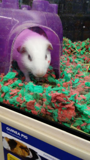 Variety Store «Five Below», reviews and photos, 846 Pelham Pkwy, Pelham, NY 10803, USA