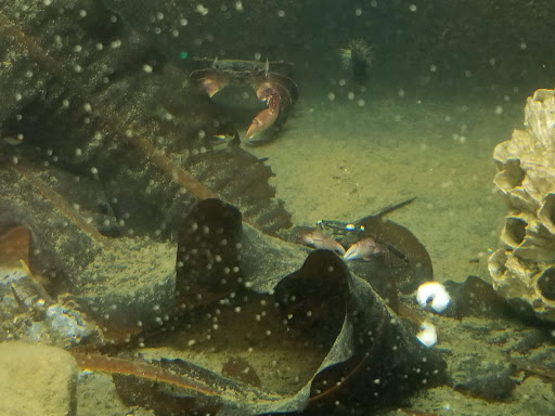 Aquarium «Westport Aquarium», reviews and photos, 321 Harbor Ave, Westport, WA 98595, USA