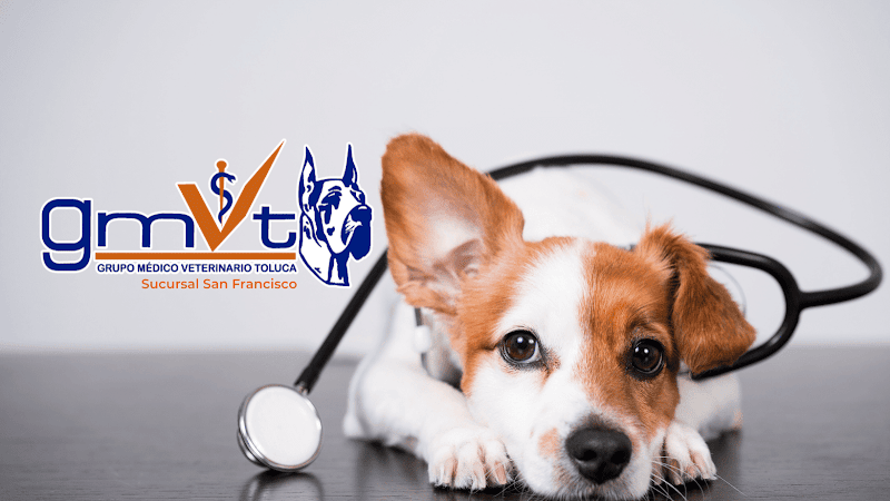 GMVT - Clínica Veterinaria - Suc. San Francisco