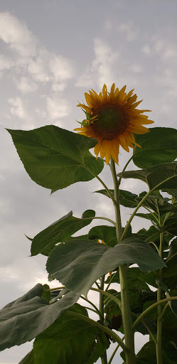 Boat Ramp «Bladensburg Waterfront Park», reviews and photos, 4601 Annapolis Rd, Bladensburg, MD 20710, USA
