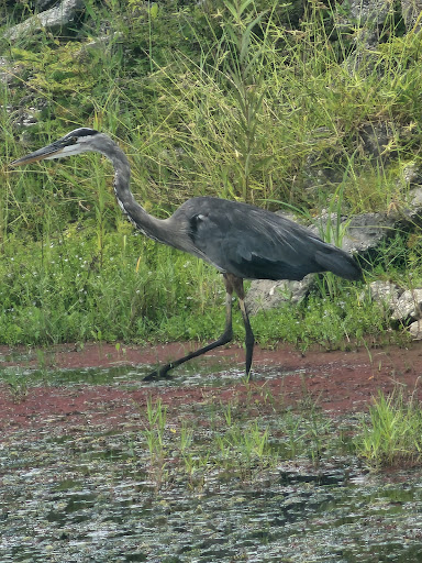Golf Club «Chi Chi Rodriguez Golf Club», reviews and photos, 3030 N McMullen Booth Rd, Clearwater, FL 33761, USA