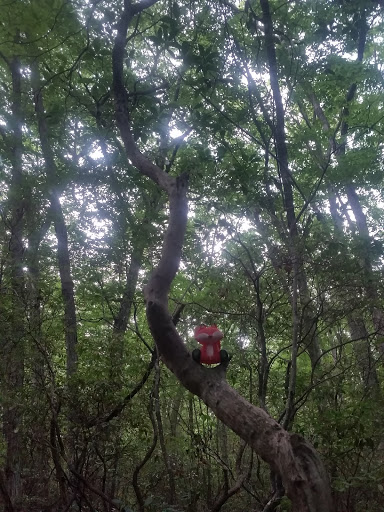 Museum «Harry C Barnes Memorial Nature Center», reviews and photos, 175 Shrub Rd, Bristol, CT 06010, USA