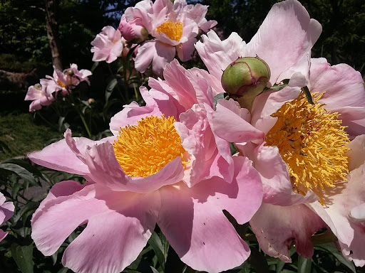 Botanical Garden «Roger Williams Park Botanical Center», reviews and photos, 1000 Elmwood Avenue, Providence, RI 02905, USA