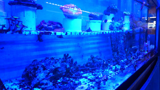 Tropical Fish Store «Aqua Mart Aquariums», reviews and photos, 1620 S Washington Ave, Titusville, FL 32780, USA