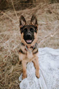 Rosemary's K9 Club - Photo 6 - Car repair in Norman, OK, Norman