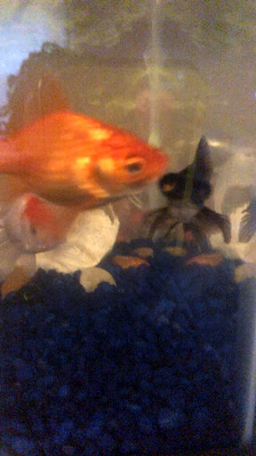 Pet Store «Salisbury Super Pet», reviews and photos, 329 Civic Ave, Salisbury, MD 21804, USA