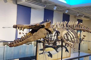 Shiga Fossil Museum image