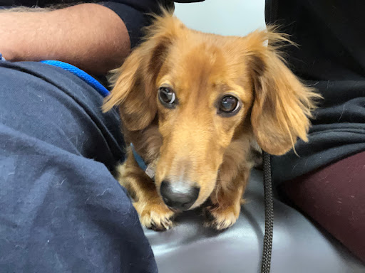 Homeward Bound Veterinary Services image