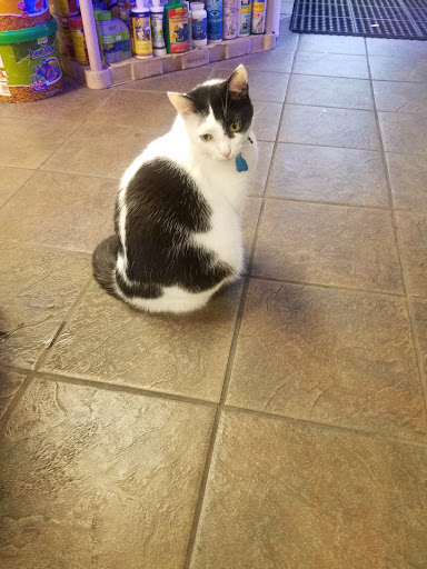 Pet Store «Critter Pet Shop», reviews and photos, 19309 Ecorse Rd, Allen Park, MI 48101, USA