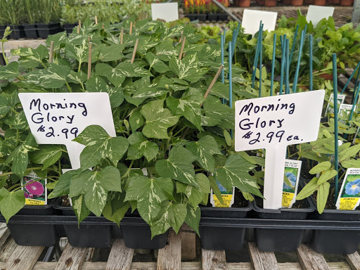 Wholesale Plant Nursery «Garden Fantasy», reviews and photos, 43250 Tyler Rd, Belleville, MI 48111, USA