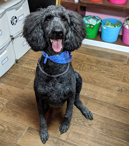 Pet Groomer «Woof Gang Bakery & Grooming Bridgewater», reviews and photos, 732 US-202 #130, Bridgewater, NJ 08807, USA