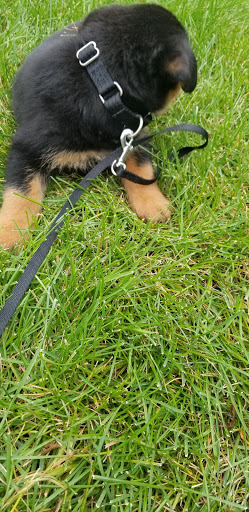 Pet Supply Store «Petco Animal Supplies», reviews and photos, 16095 W Bluemound Rd, Brookfield, WI 53005, USA