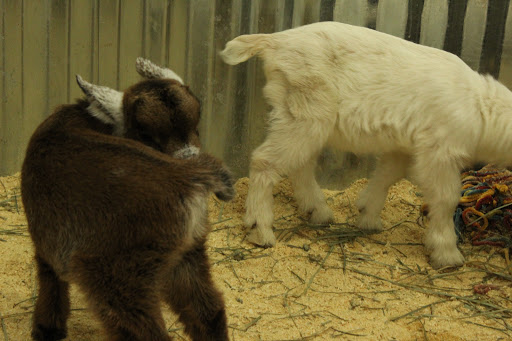 Zoo «Jozee Rooz Indoor Petting Zoo», reviews and photos, 120 138th St S, Tacoma, WA 98444, USA