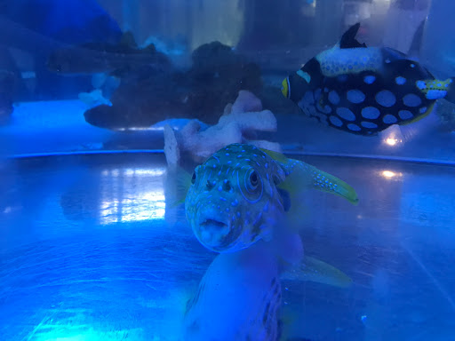 Tropical Fish Store «The Fish Store», reviews and photos, 2050 Chamblee Tucker Rd, Chamblee, GA 30341, USA