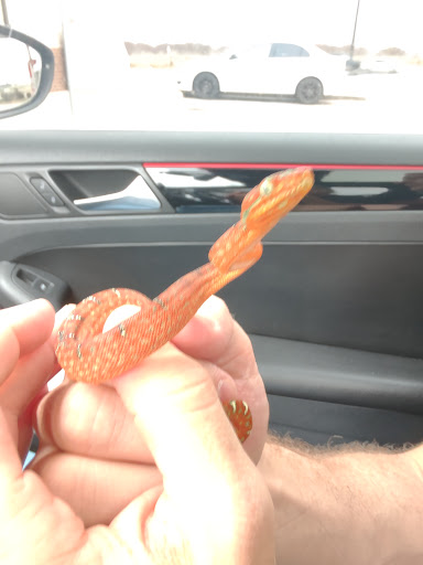 Reptile Store «Reptile Pets Direct», reviews and photos, 8088 Pat Booker Rd, Live Oak, TX 78233, USA