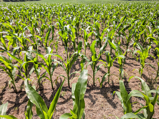 Campground «Cooperstown KOA», reviews and photos, 565 Ostrander Rd, Richfield Springs, NY 13439, USA