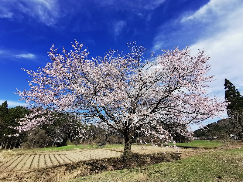 赤渕の一本桜