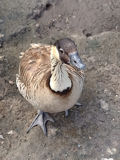 Zoo «Florida International Teaching Zoo», reviews and photos, 7725 FL-48, Bushnell, FL 33513, USA