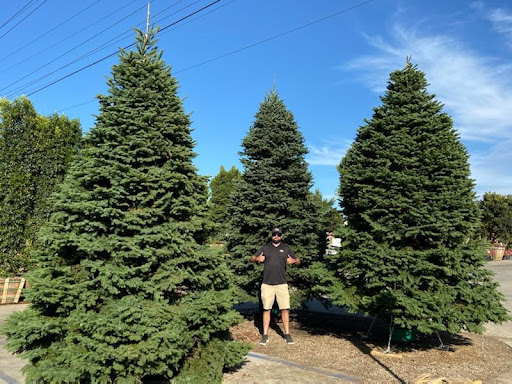 The Christmas Tree Lot at Moon Valley Nurseries Chandler