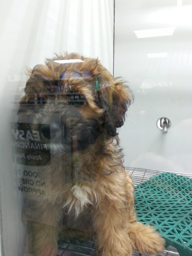 Pet Store «Petland Fairfax», reviews and photos, 9404 Main Street, Fairfax, VA 22031, USA