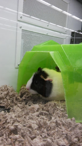 Pet Supply Store «Petco Animal Supplies», reviews and photos, 1524 Old Country Rd, Riverhead, NY 11901, USA