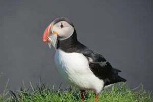 Puffin Lookout image