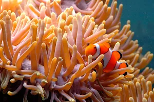 Great Barrier Reef Aquarium image