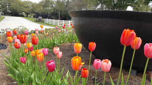 Museum «LSU Rural Life Museum», reviews and photos, 4560 Essen Ln, Baton Rouge, LA 70808, USA