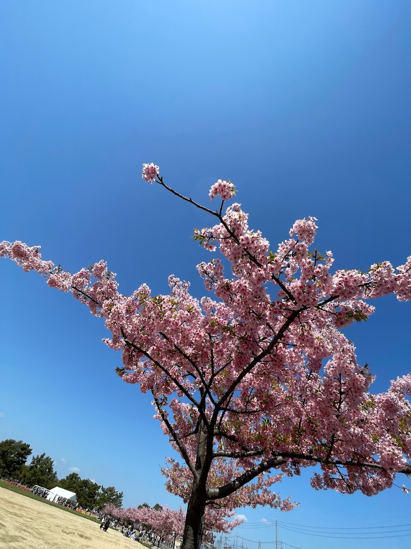 児島湖花回廊おまつり広場