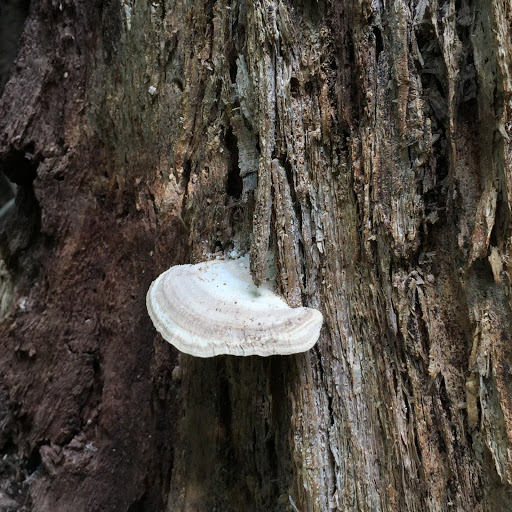 Non-Profit Organization «Houston Audubon Society», reviews and photos, 440 Wilchester Blvd, Houston, TX 77079, USA