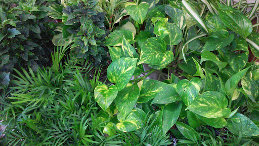 Florist «Hillside Floral Design», reviews and photos, 153-39 Hillside Avenue, Jamaica, NY 11432, USA