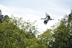 Bitxos Maruri-Jatabe Natura eskola / Aula de la naturaleza
