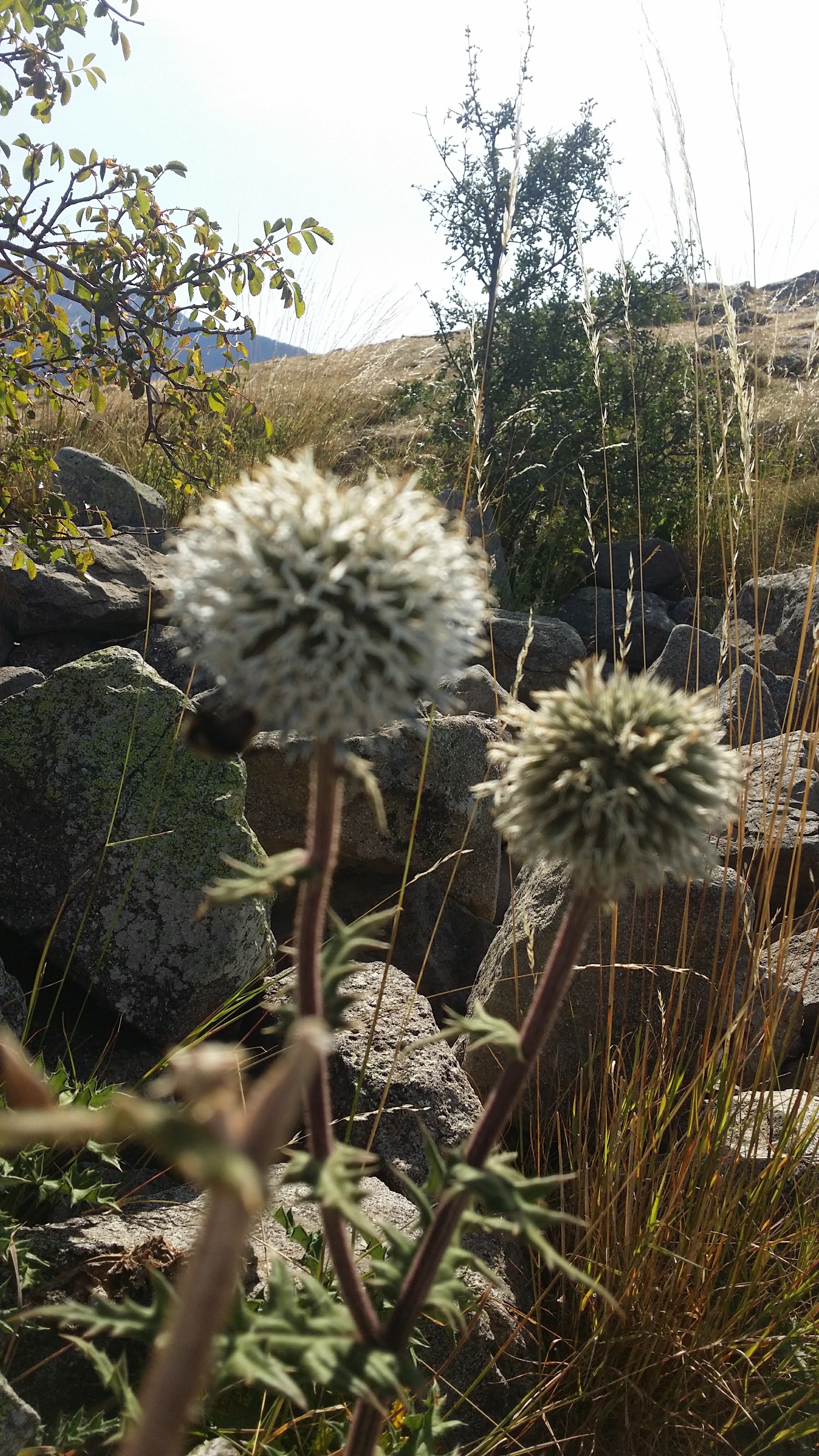 Photo n° 4 de l'avis de Jean.i fait le 20/08/2017 à 13:14