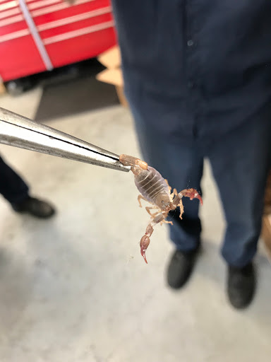 Auto Repair Shop «Masters Auto Repair», reviews and photos, 111 Camino Alto, Mill Valley, CA 94941, USA