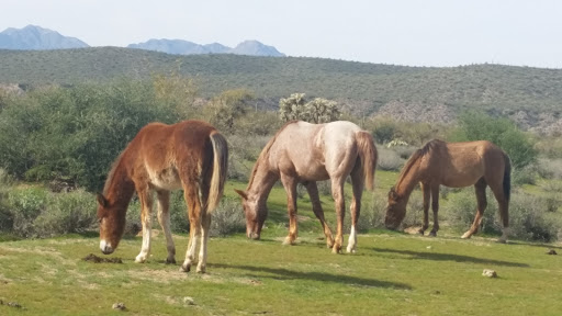 Tourist Attraction «Salt River Tubing», reviews and photos, 9200 N Bush Hwy, Mesa, AZ 85215, USA