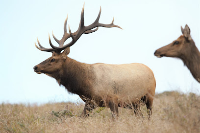 Elk Reserve