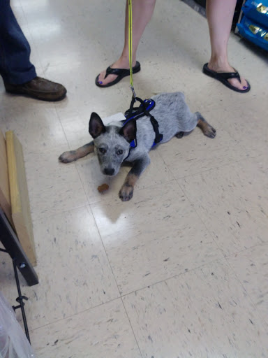 Pet Store «Everything Pet», reviews and photos, 3616 N Fry Rd, Katy, TX 77449, USA