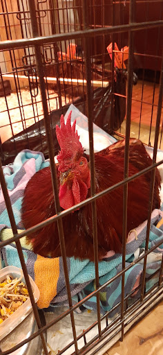 Davidsonville Veterinary Clinic