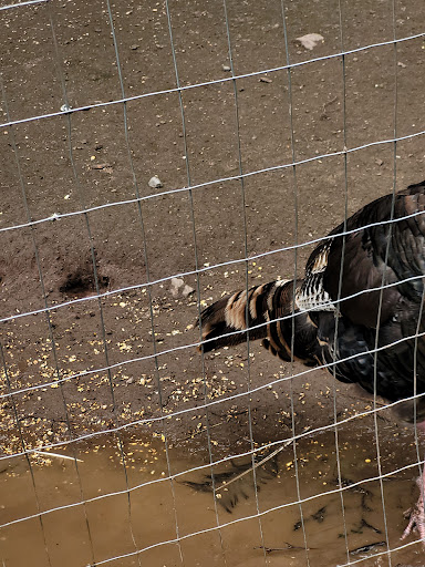 Zoo «The Petting Zoo at Breezeway Farm», reviews and photos, 161 Anawana Lake Road, Monticello, NY 12701, USA