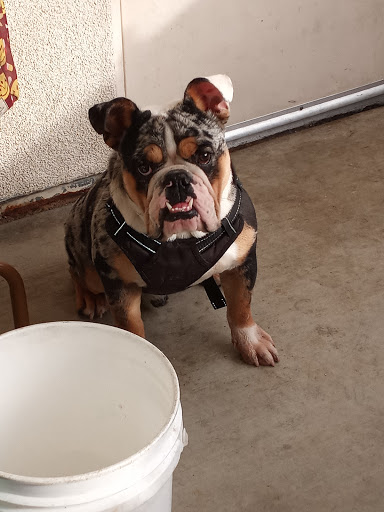 Pet Supply Store «PetSmart», reviews and photos, 4120 E 4th St, Ontario, CA 91764, USA