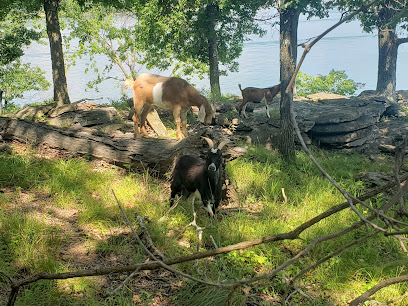 The real Goat Island