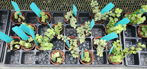 Garden Center «Distinctive Gardens», reviews and photos, 1531 Telegraph Rd, West Chester, PA 19380, USA