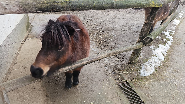 Nyitvatartás: Miskolci Állatkert