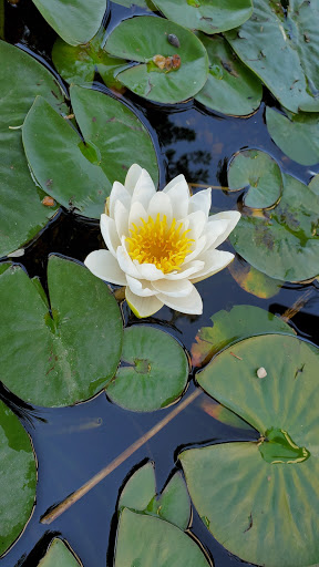 Hardware Store «Harpeth True Value Hardware», reviews and photos, 203 Downs Blvd, Franklin, TN 37064, USA