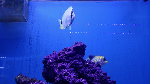 Tropical Fish Store «Aqua Mart Aquariums», reviews and photos, 1620 S Washington Ave, Titusville, FL 32780, USA