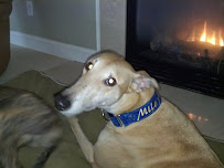 Mountain Island Pet Sitters - Photo 4 - Car repair in Charlotte, NC, Charlotte